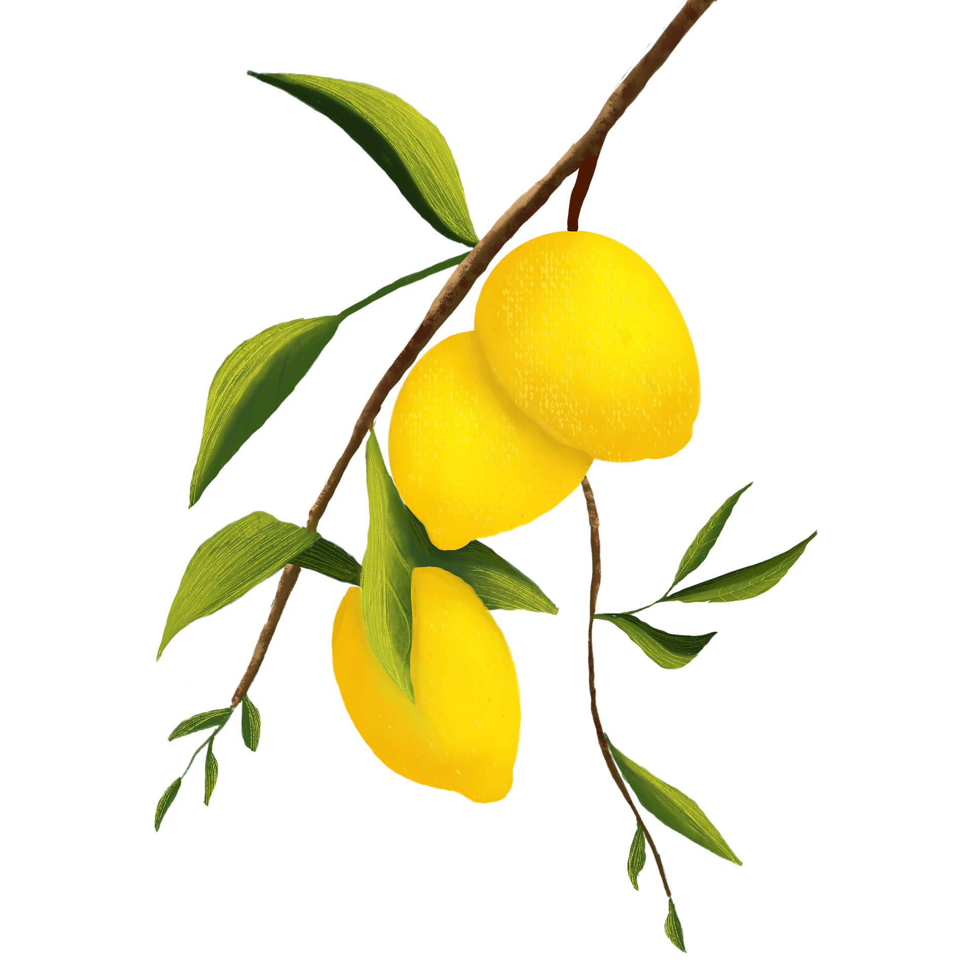 1^ Edizione del Concorso “Una meraviglia di limone – Citta' di Santa Marinella